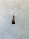 Thescelosaurus (rooted) tooth discovered in the Hell Creek Formation. This is a very nice addition to any collection. This tooth is in excellent quality.  Length 5/8"  Width 1/4" 