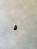 Found in the Hell Creek Formation, these dinosaurs with parrot-like beaks, are a rather uncommon find. This tooth is in excellent condition.  Length 3/8"  Width 1/8"