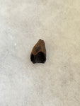 Found in the Hell Creek Formation, these dinosaurs with parrot-like beaks, are a rather uncommon find. This tooth is in excellent condition.  Length 5/8"  Width 1/2"