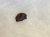 Found in the Hell Creek Formation, these dinosaurs with parrot-like beaks, are a rather uncommon find. This tooth is in excellent condition.  Length 5/8"  Width 1/2"