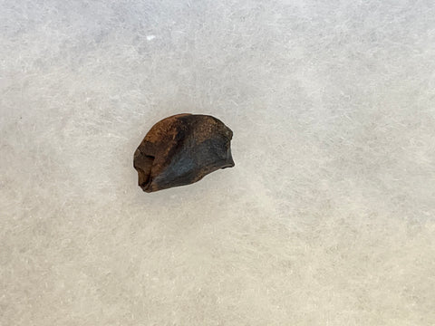 Found in the Hell Creek Formation, these dinosaurs with parrot-like beaks, are a rather uncommon find. This tooth is in excellent condition.  Length 5/8"  Width 1/2"