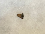 Leptoceratops Tooth