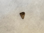 Found in the Hell Creek Formation, these dinosaurs with parrot-like beaks, are a rather uncommon find. This tooth is in excellent condition.  Length 5/8"  Width 1/2"