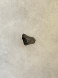 Leptoceratops Tooth