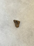 Found in the Hell Creek Formation, these dinosaurs with parrot-like beaks, are a rather uncommon find. This tooth is in good condition.  Length 1/2"  Width 3/8"