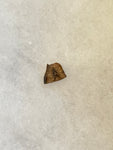 Leptoceratops Tooth