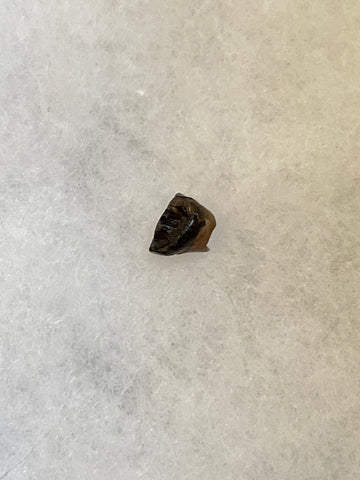 Found in the Hell Creek Formation, these dinosaurs with parrot-like beaks, are a rather uncommon find. This tooth is in good condition.  Length 3/8"  Width 1/2"