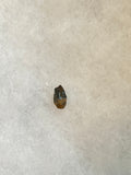 Found in the Hell Creek Formation, these dinosaurs with parrot-like beaks, are a rather uncommon find. This tooth is in excellent condition.  Length 3/8"  Width 1/4"