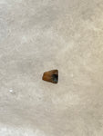 Found in the Hell Creek Formation, these dinosaurs with parrot-like beaks, are a rather uncommon find. This tooth is in good condition.  Length 1/4"  Width 1/4"