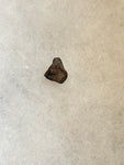 Found in the Hell Creek Formation, these dinosaurs with parrot-like beaks, are a rather uncommon find. This tooth is in good condition.  Length 1/4"  Width 1/4"