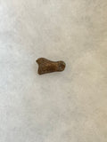 A beautiful raptor digit from the famous Hell Creek Formation. These are a rare find!  Length -  3/4 inches  Width -  1/2 inches