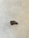 This is an awesome tooth. This would be a nice addition to any collection!   Length -  1/2 inches  Width -  3/8 inches   anterior serrations 100%  posterior 0%