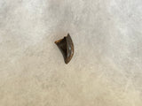 This is an awesome tooth. This would be a nice addition to any collection! This tooth is rated as excellent condition.  Length -  3/4 inches  Width -  7/16 inches   anterior serrations 95%  posterior 0%