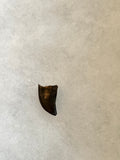 This is an awesome tooth. This would be a nice addition to any collection! This tooth is rated as excellent condition.  Length -  3/4 inches  Width -  7/16 inches   anterior serrations 95%  posterior 0%