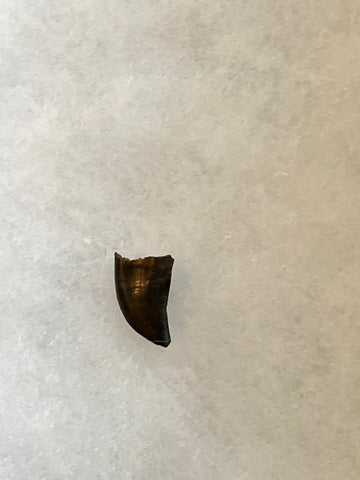 This is an awesome tooth. This would be a nice addition to any collection! This tooth is rated as excellent condition.  Length -  3/4 inches  Width -  7/16 inches   anterior serrations 95%  posterior 0%