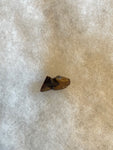 This is a Triceratops Tooth from the Hell Creek Formation in Garfield County, Montana. It is in good condition with no significant repair or restoration.  Length- 3/4" Width -1/2"