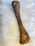 This is a 9.5" Raptor Limb Bone from the Hell Creek Formation in Garfield County, Montana. It is in good condition with no significant repair or restoration.  Length- 9 1/2" Width -2 3/4"