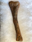 This is a 9.5" Raptor Limb Bone from the Hell Creek Formation in Garfield County, Montana. It is in good condition with no significant repair or restoration.  Length- 9 1/2" Width -2 3/4"