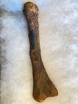 This is a 9.5" Raptor Limb Bone from the Hell Creek Formation in Garfield County, Montana. It is in good condition with no significant repair or restoration.  Length- 9 1/2" Width -2 3/4"