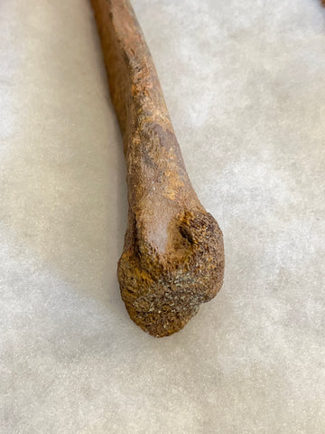 This is a Raptor metatarsal collected from the Hell Creek Formation in Garfield County Montana. These are quite rare, so to find one in any condition is amazing. This would make a wonderful addition to any collection. We have rated it in good condition.  Length 9 inches Width 1 3/4 inches