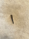 This Ricardo tooth was collected from the Hell Creek formation in Garfield County, Montana. It is in good condition with no significant repair or restoration.  Length ~ 5/8" Width ~ 1/4"