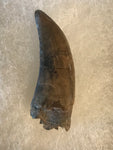  Nano Tyrannosaurus is a smaller species of one of the largest carnivores. Some believe they are actually juvenile T Rex. Others claim they are there very own species.  This is a beautiful Nano Tyrannosaurus tooth! Excellent condition, rare find!  Length - 1 1/2"  Width - 1/2"   