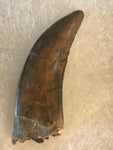  Nano Tyrannosaurus is a smaller species of one of the largest carnivores. Some believe they are actually juvenile T Rex. Others claim they are there very own species.  This is a beautiful Nano Tyrannosaurus tooth! Excellent condition, rare find!  Length - 1 1/2"  Width - 1/2"   