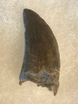  Nano Tyrannosaurus is a smaller species of one of the largest carnivores. Some believe they are actually juvenile T Rex. Others claim they are there very own species.  This is a beautiful Nano Tyrannosaurus tooth! Excellent condition, rare find!  Length - 1 1/2"  Width - 5/8"