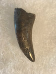  Nano Tyrannosaurus is a smaller species of one of the largest carnivores. Some believe they are actually juvenile T Rex. Others claim they are there very own species.  This is a beautiful Nano Tyrannosaurus tooth! Excellent condition, rare find!  Length - 1 1/2"  Width - 1/2"   