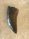  Nano Tyrannosaurus is a smaller species of one of the largest carnivores. Some believe they are actually juvenile T Rex. Others claim they are there very own species.  This is a beautiful Nano Tyrannosaurus tooth! Excellent condition, rare find!  Length - 1 1/2"  Width - 1/2"   