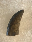  Nano Tyrannosaurus is a smaller species of one of the largest carnivores. Some believe they are actually juvenile T Rex. Others claim they are there very own species.  This is a beautiful Nano Tyrannosaurus tooth! Excellent condition, rare find!  Length - 1 1/2"  Width - 1/2"   