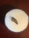 Paronychodon was a small theropod dinosaur genus, from the late cretaceous period, 75-66 million years ago.  This tooth was found in Garfield County Montana.  Length- 3/8inch  Width-1/8inch 