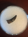 Paronychodon was a small theropod dinosaur genus, from the late cretaceous period, 75-66 million years ago.  This tooth was found in the Hell Creek Formation in Garfield County Montana.  Length- 1/2inch  Width-1/8inch 