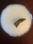 Paronychodon was a small theropod dinosaur genus, from the late cretaceous period, 75-66 million years ago.  This tooth was found in the Hell Creek Formation in Garfield County Montana.  Length- 1/2inch  Width-1/8inch 