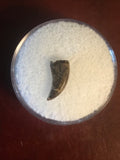 Paronychodon was a small theropod dinosaur genus, from the late cretaceous period, 75-66 million years ago.  This tooth was found in Garfield County Montana.  Length- 3/8inch  Width-1/8inch 