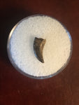 Paronychodon was a small theropod dinosaur genus, from the late cretaceous period, 75-66 million years ago.  This tooth was found in Garfield County Montana.  Length- 3/8inch  Width-1/8inch 