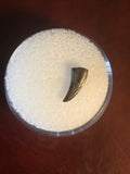 Paronychodon was a small theropod dinosaur genus, from the late cretaceous period, 75-66 million years ago.  This tooth was found in Garfield County Montana.  Length- 3/8inch  Width-1/8inch 