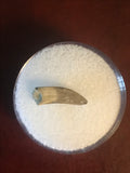 Paronychodon was a small theropod dinosaur genus, from the late cretaceous period, 75-66 million years ago.  This tooth was found in Garfield County Montana.  Length- 1/2inch  Width-1/8inch 