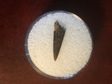 This Ricardo tooth was collected from the Hell Creek formation in Garfield County, Montana. It is in good condition with no significant repair or restoration.  Length ~ 5/8" Width ~ 1/8"