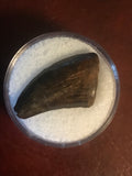  This is a 1" long Raptor tooth from the Hell Creek formation in Garfield County, Montana. It is in excellent condition with no significant repair or restoration.  L-1" W-1/2"  