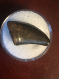  This is a 1" long Raptor tooth from the Hell Creek formation in Garfield County, Montana. It is in excellent condition with no significant repair or restoration.  L-1" W-1/2"  