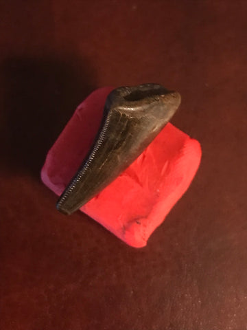  This is a 1" long Raptor tooth from the Hell Creek formation in Garfield County, Montana. It is in excellent condition with no significant repair or restoration.  L-1" W-1/2"  