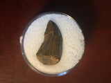  This is a 3/4" long Raptor tooth from the Hell Creek formation in Garfield County, Montana. It is in excellent condition with no significant repair or restoration.  L-3/4" W-3/8"