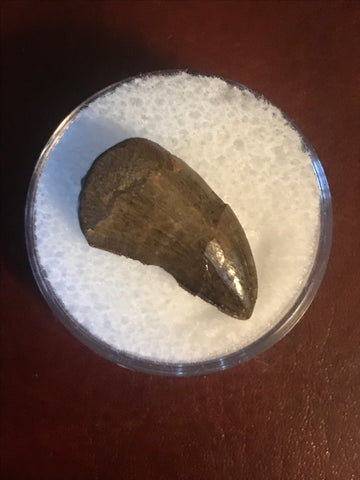  This is a 3/4" long Raptor tooth from the Hell Creek formation in Garfield County, Montana. It is in excellent condition with no significant repair or restoration.  L-3/4" W-3/8"