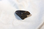 Tyrannosaurus Rex Tooth Tip