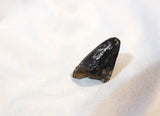 Tyrannosaurus Rex Tooth Tip