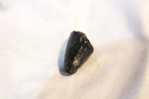 Tyrannosaurus Rex Tooth Tip