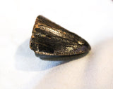 Tyrannosaurus Rex Tooth Tip