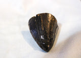 Tyrannosaurus Rex Tooth Tip