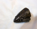 Tyrannosaurus Rex Tooth Tip